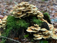 IMG-20231021-WA0003