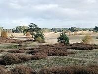 IMG_20231111_125030461
