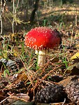 IMG-20231111-WA0003