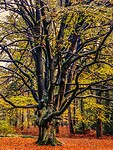 IMG-20231111-WA0006