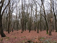 IMG_20231216_124427608