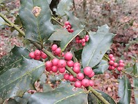 IMG_20231216_120851952