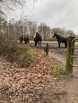 IMG_2417