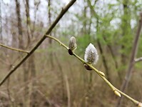 IMG_20240316_112339108