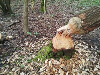 IMG_20240316_132821181
