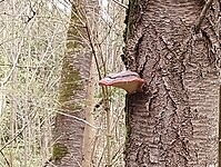 IMG_20240330_114241957