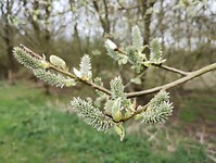 IMG_20240329_135756460