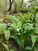 IMG_20240420_115713712