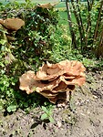IMG_20240512_125503527_HDR