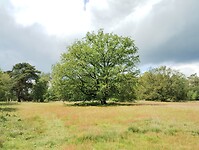 IMG_20240529_140703126