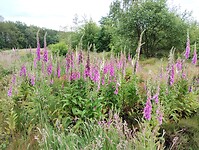 IMG_20240530_142956579