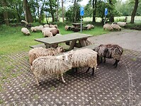 IMG_20240531_150225539