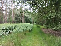 IMG_20240531_130448862
