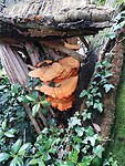 IMG_20240611_133139275