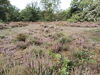 IMG_20240804_103907353