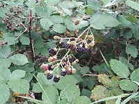 IMG_20240923_112746670