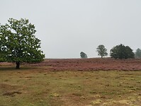 IMG_20240918_095353272