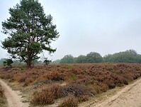 IMG_20240918_094739479_HDR