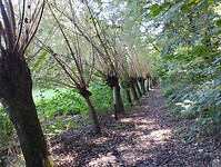 IMG_20241005_133253582