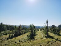 IMG_20241005_120817454