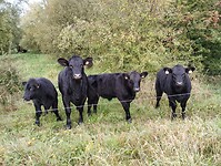 IMG_20241006_103208927