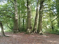 IMG_20241007_133531062