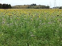 IMG_20241008_154146218