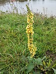 IMG_20241012_131110281