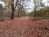 IMG_20241109_141127388