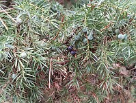 IMG_20241109_134812885