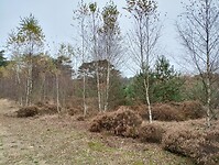 IMG_20241109_132530452_HDR