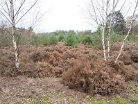 IMG_20241109_132523175