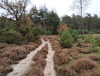 IMG_20241109_112023019
