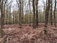 IMG_20241109_103927205