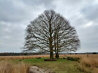 IMG_20241116_130856541_HDR