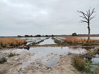 IMG_20241116_125931718