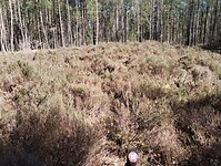 IMG_20250405_134957562