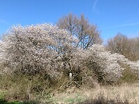 IMG_20250407_151147985
