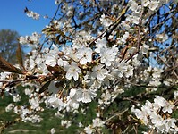 IMG_20250407_123611614