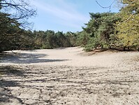 IMG_20250411_131045616