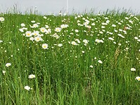 IMG_20250504_110216447
