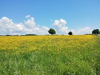 IMG_20250513_131402136