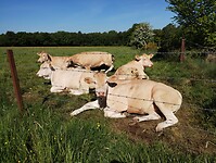 IMG_20250513_100337191