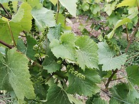 IMG_20250518_120846413