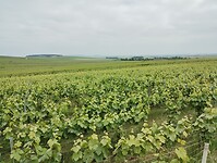 IMG_20250518_120604836