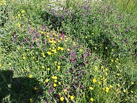 IMG_20250520_103059814