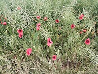 IMG_20250521_135658323