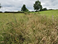 IMG_20250607_155255906