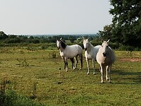 IMG_20250609_085046678