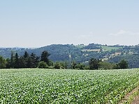 IMG_20250618_162718874